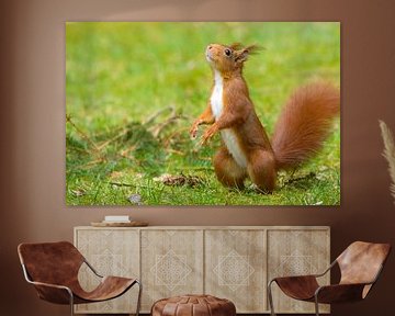 Red squirrel on its hind legs by Remco Van Daalen