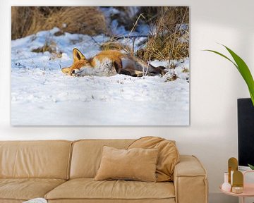 Schlafender Fuchs im Schnee von Remco Van Daalen