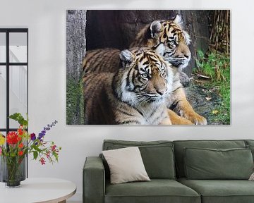 twee tijgers  van Jop Fotografie