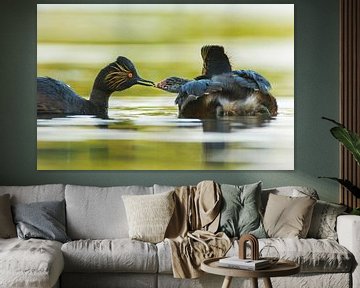 Young black-necked grebe is fed by parent by Remco Van Daalen