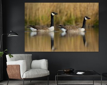 2 Canada geese in reflection by Remco Van Daalen