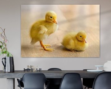 Two newborn yellow chicks of duck on wooden floor by Ben Schonewille