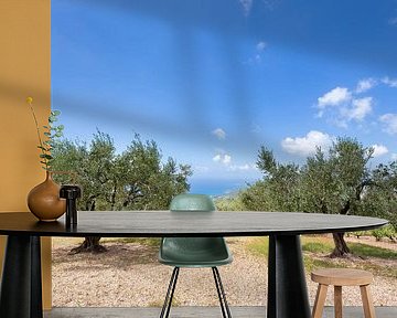 Orchard with olive trees at sea in  Greece by Ben Schonewille