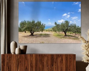 Obstgarten von Olivenbäumen auf der griechischen Küste von Ben Schonewille
