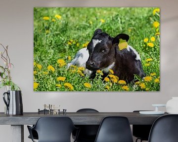 Pasgeboren kalf ligt in wei met gele paardenbloemen