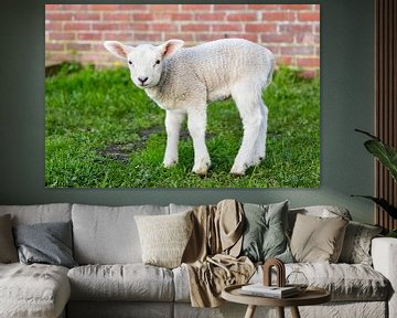 Pasgeboren wit lam staat in groene wei bij muur