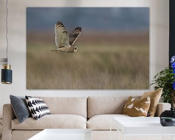 Sort eared owl in flight by Ronald Groenendijk