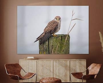 Kestrel   bird nature wildlife von Ronald Groenendijk