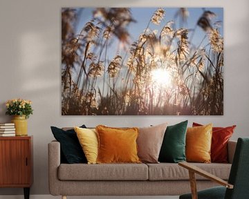 La lumière du soleil à travers les panaches de roseaux sur Tot Kijk Fotografie: natuur aan de muur