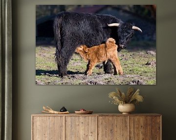 Black Scottish highlander cow with drinking newborn brown calf by Ben Schonewille