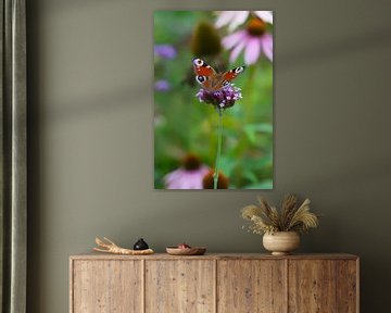 Dagpauwoog vlinder op paarse bloem