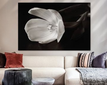 Schwarze und weiße Tulpe von LHJB Photography