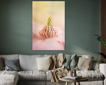 Magnolia doux