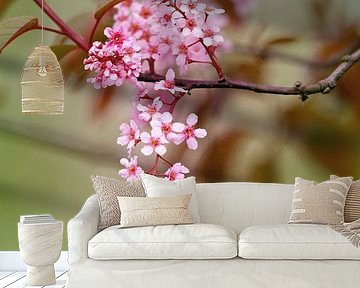 Spring blossom by LHJB Photography