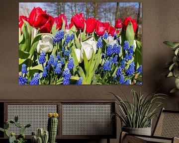 Tulpen met kleuren rood wit blauw in lente