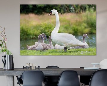 Witte moeder zwaan met jonge kuikens van Ben Schonewille