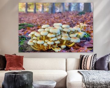 Landscape with group of yellow mushrooms in beech forest by Ben Schonewille