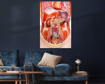 Open kunststof model menselijk lichaam met organen van Ben Schonewille