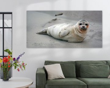 Seal on the beach of Texel