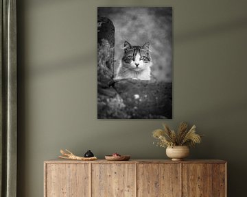 poes / kat op trap fotoposter of  wanddecoratie
