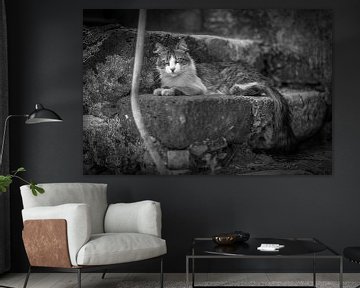 poes / kat op trap fotoposter of  wanddecoratie van Edwin Hunter