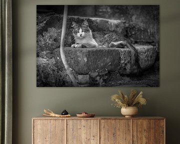 poes / kat op trap fotoposter of  wanddecoratie
