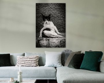 cat / cat photo poster or wall decoration