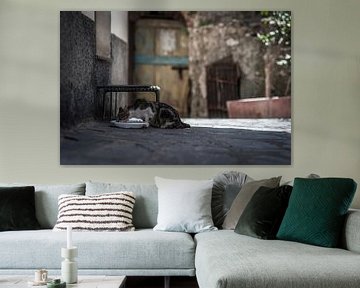 Cat drinks from water basin in village in italy sicilie photo poster or wall decoration