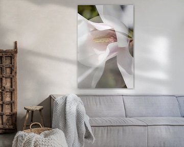 Magnolia bloem in de bloei van Tot Kijk Fotografie: natuur aan de muur