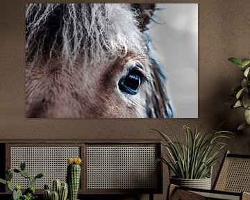 Auge eines Pferdefotoposters oder einer Wanddekoration