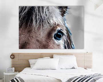 poster ou décoration murale de la photo de l'œil d'un cheval