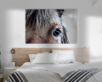 oog van een paard fotoposter of  wanddecoratie