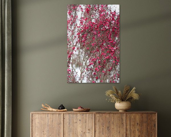 Pink blossom on a white wall