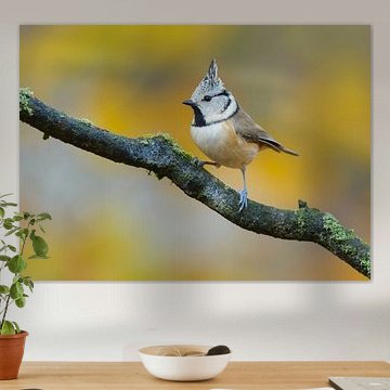 Kuifmees in herfstsetting