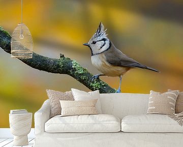 Crested tit in autumn setting by Remco Van Daalen