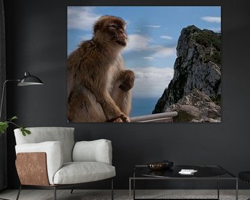 Gibraltar aapje