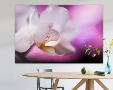 Witte orchidee met paarse achtergrond