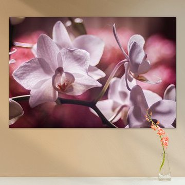 Wit roze orchideën tegen een roze achtergrond