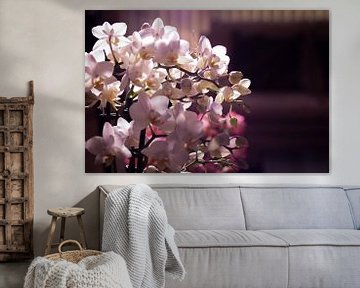 Kleine witte en roze orchidee in een woonkamer