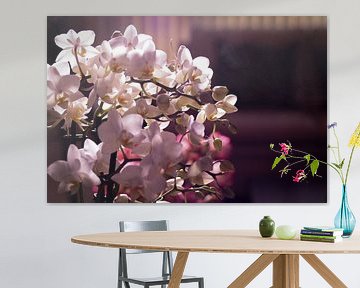 Kleine witte en roze orchidee in een woonkamer von Mike Attinger