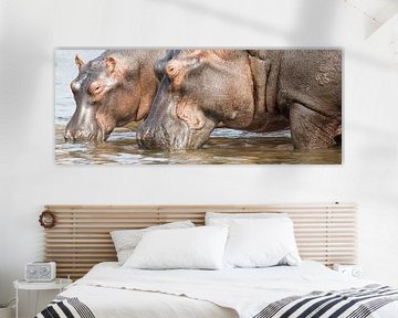 Nijlpaarden panorama van Antwan Janssen