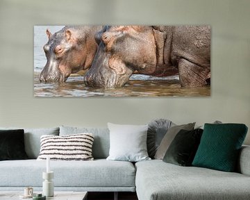 Nijlpaarden panorama van Antwan Janssen