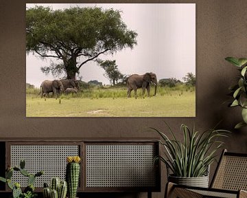 Afrikaanse olifant in Oeganda van Antwan Janssen