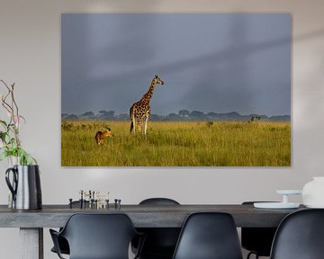 Girafe de Rothschild sur Antwan Janssen