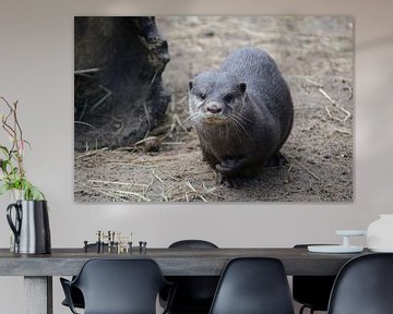 otter sur Jop Fotografie