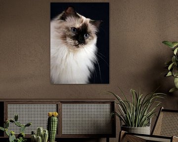 Ragdoll poes Miracles Douces Daisy