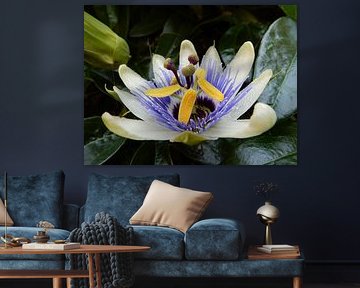 fleur de la passion