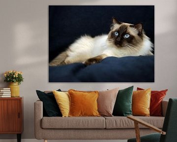 Ragdoll Storm of Furocats