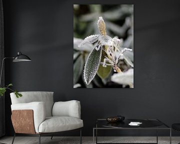 Bloem in de knop in de winter