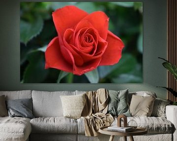 Prachtige rode roos van Chloe 23